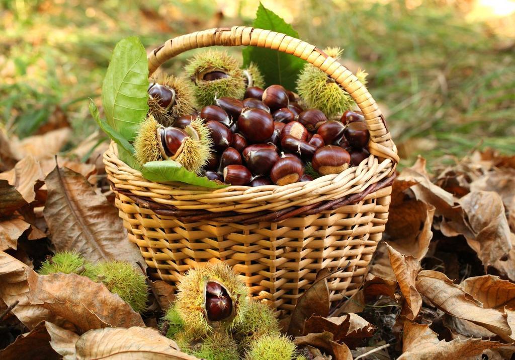 Agriturismo Bio-Ecologico Sant'Isidoro Roccaforte Mondovì Eksteriør bilde